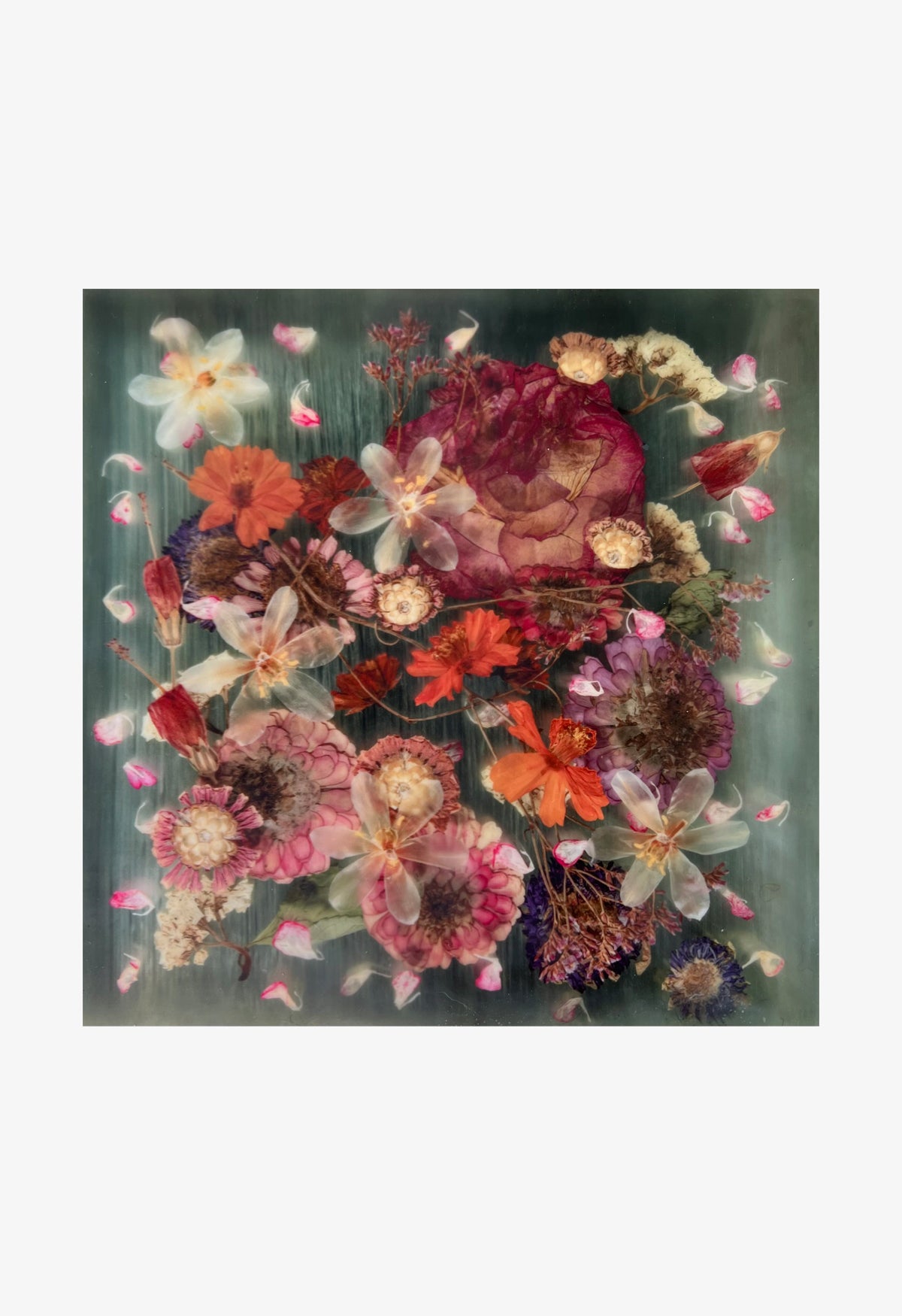 Ann Swingler No.1 Garden Pink