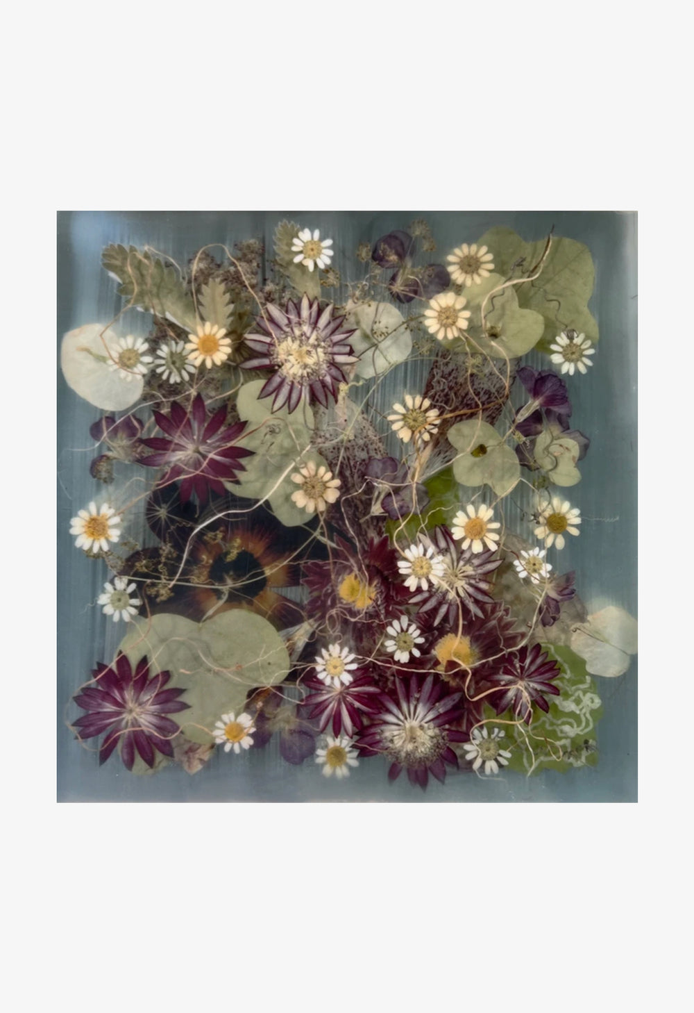 Ann Swingler No.11 Cypress Violet