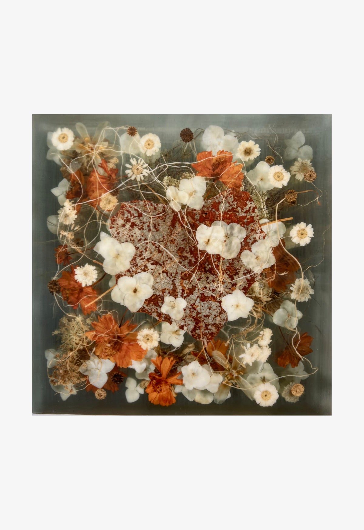 Ann Swingler No.5 Cypress Red