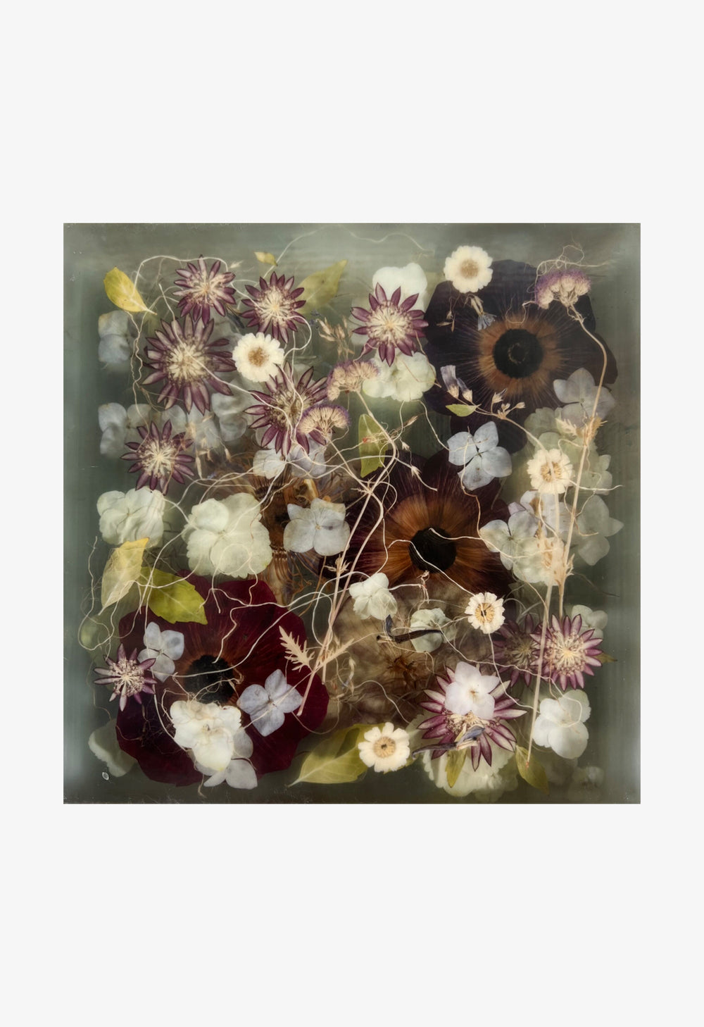 Ann Swingler No.6 Passion Violet