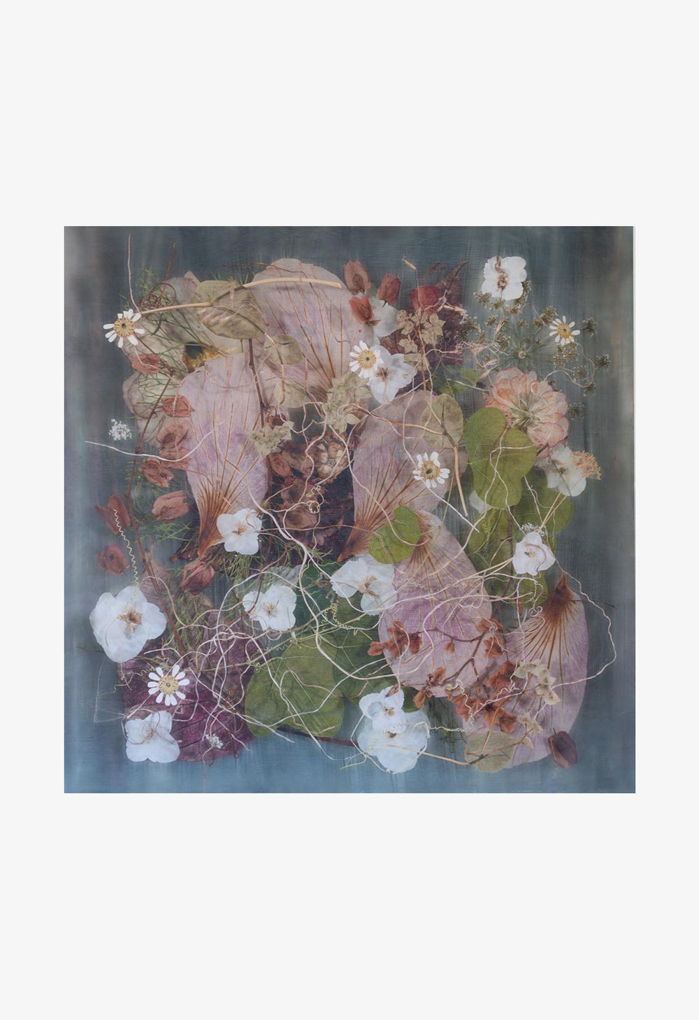 Ann Swingler No. 9 Pink Iris Caro